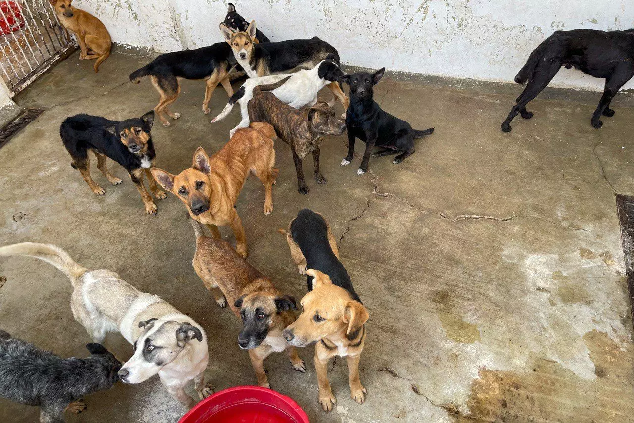Arranca en febrero campaña permanente y gratuita de esterilización e identificación canina en Zacatecas