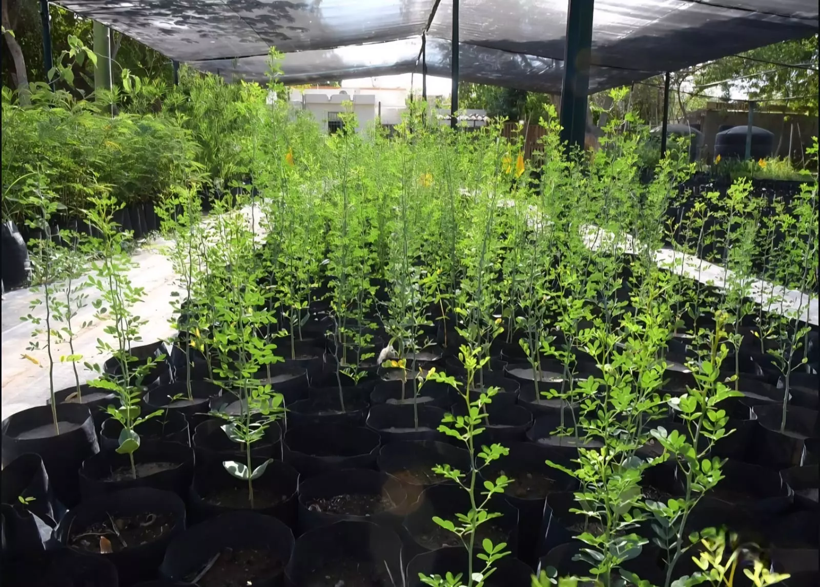 Zacatecas Capital promueve cultura ambiental con nuevas reforestaciones